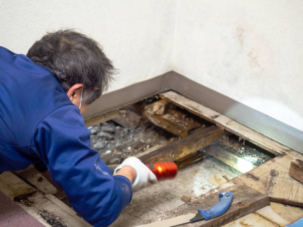 Mold Removal Process in Stockton, UT