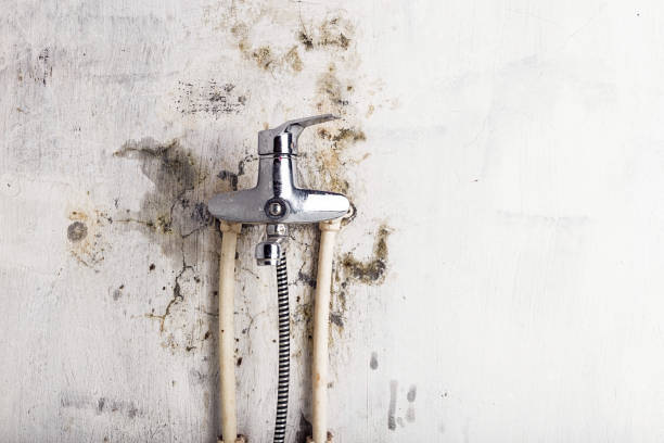 Best Commercial Mold Removal  in Stockton, UT