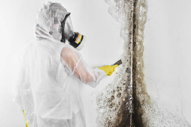 Reliable Stockton, UT Mold Removal Solutions