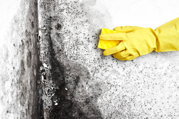 Best Mold Cleaning Services  in Stockton, UT