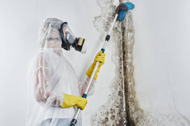 Best Residential Mold Removal  in Stockton, UT