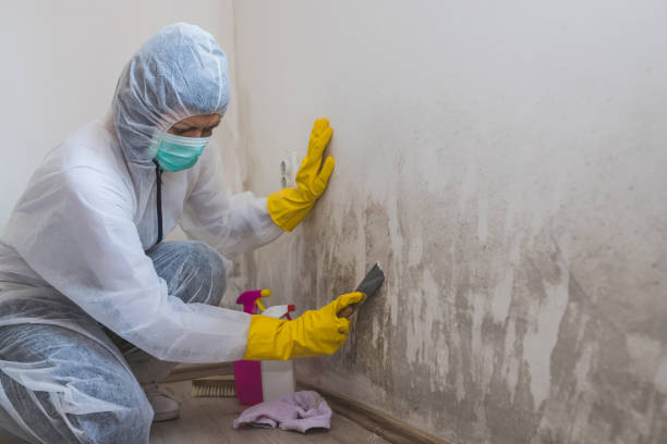 Best Professional Mold Removal  in Stockton, UT