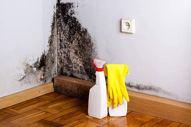 Best Crawl Space Mold Removal  in Stockton, UT