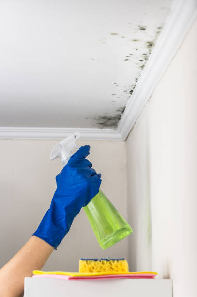Best Office Mold Removal Services  in Stockton, UT